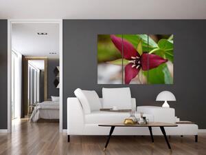 Kvitnúca rastlina - obrazy do domu (Obraz 120x80cm)