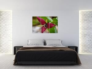 Kvitnúca rastlina - obrazy do domu (Obraz 120x80cm)