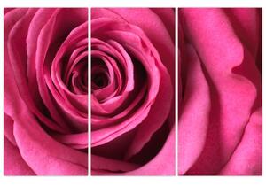 Obraz ružové ruže (Obraz 120x80cm)