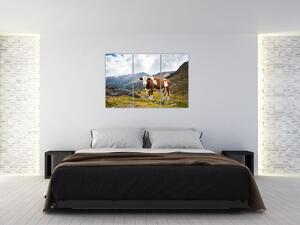 Obraz kravy na lúke (Obraz 120x80cm)