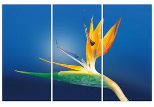 Obraz - detail kvetu (Obraz 120x80cm)