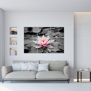Obraz kvitnúceho lekna (Obraz 120x80cm)