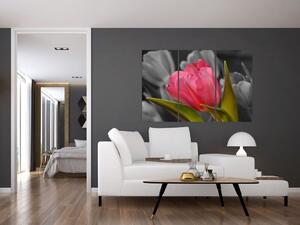 Obraz červeného tulipánu na čiernobielom pozadí (Obraz 120x80cm)