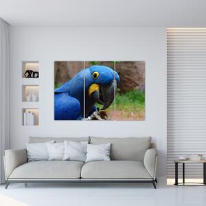 Obraz - papagáj (Obraz 120x80cm)
