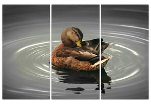Obraz - kačice vo vode (Obraz 120x80cm)