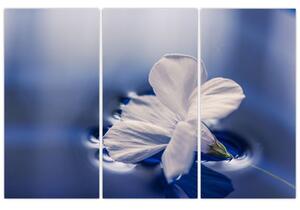 Obraz bieleho kvetu vo vode (Obraz 120x80cm)