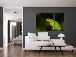 Obraz žaby (Obraz 120x80cm)