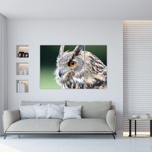 Vyzerajúce sova - obraz (Obraz 120x80cm)