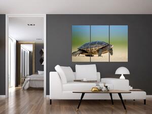 Obraz korytnačky - moderné obrazy (Obraz 120x80cm)