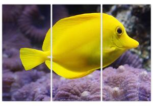 Obraz - žlté ryby (Obraz 120x80cm)