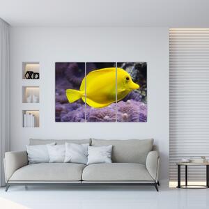 Obraz - žlté ryby (Obraz 120x80cm)