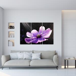Obraz fialového kvetu (Obraz 120x80cm)