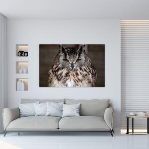 Obrazy - sova (Obraz 120x80cm)