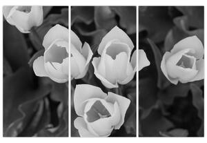 Čiernobiele kvety (Obraz 120x80cm)