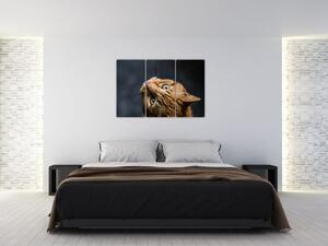 Moderný obraz - mačky (Obraz 120x80cm)