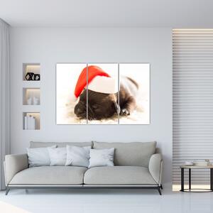 Obraz psa s čiapkou (Obraz 120x80cm)