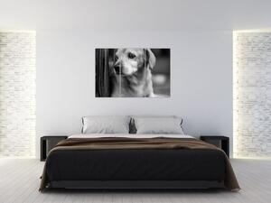 Čiernobiely obraz psa (Obraz 120x80cm)