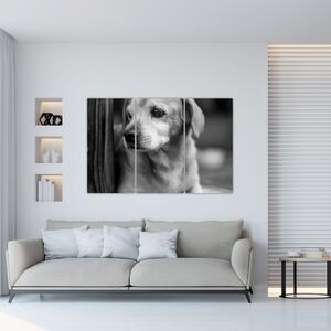 Čiernobiely obraz psa (Obraz 120x80cm)