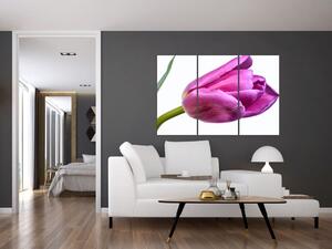 Obraz ružového tulipánu (Obraz 120x80cm)
