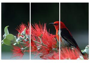 Obraz vtákov - červená (Obraz 120x80cm)