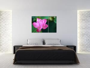 Obraz kvetu (Obraz 120x80cm)