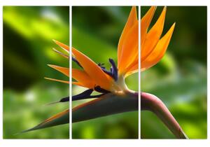 Detail kvetu - obraz (Obraz 120x80cm)