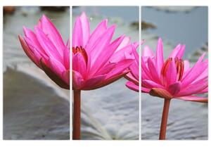 Obraz dvoch kvetov (Obraz 120x80cm)