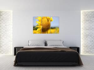 Obraz slnečnica (Obraz 120x80cm)