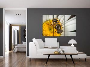 Obraz - detail včely (Obraz 120x80cm)