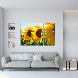 Obraz slnečníc na stenu (Obraz 120x80cm)