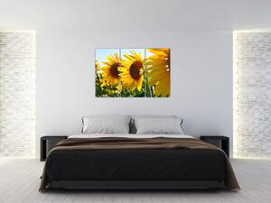 Obraz slnečníc na stenu (Obraz 120x80cm)