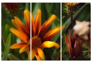 Obraz detailu kvety (Obraz 120x80cm)