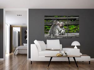 Obraz na stenu - opice (Obraz 120x80cm)