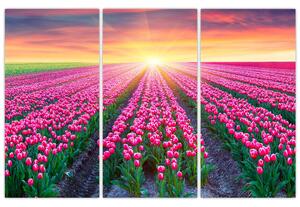 Obraz - polia kvetov (Obraz 120x80cm)