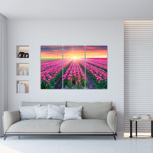 Obraz - polia kvetov (Obraz 120x80cm)