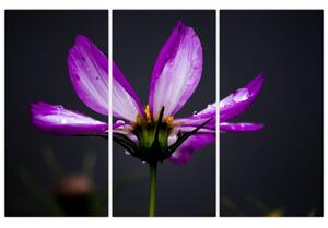 Obraz - kvety (Obraz 120x80cm)