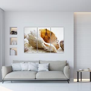 Obraz s mušlí (Obraz 120x80cm)