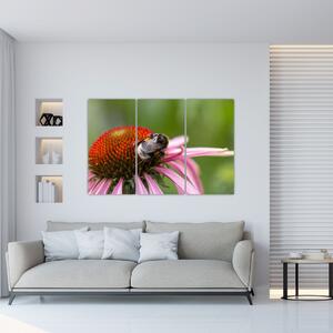 Obraz včely na kvete (Obraz 120x80cm)