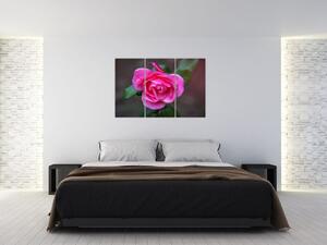 Obraz ruže na stenu (Obraz 120x80cm)