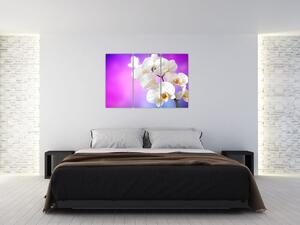 Obraz s orchideí (Obraz 120x80cm)