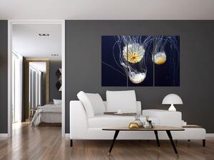 Obraz - medúzy (Obraz 120x80cm)