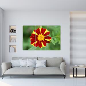 Obraz kvety na stenu (Obraz 120x80cm)