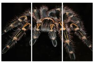 Obraz - Tarantula (Obraz 120x80cm)