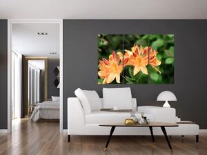 Oranžové kvety (Obraz 120x80cm)