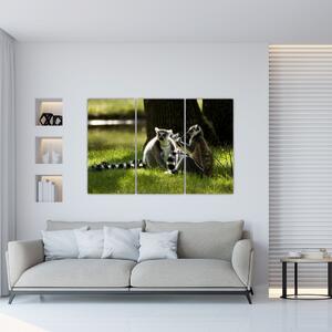 Obraz lemurov (Obraz 120x80cm)