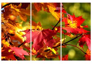 Jesenné lístie, obraz (Obraz 120x80cm)