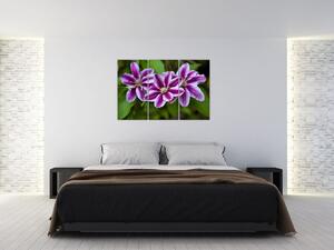 Súkvetia rastliny, obraz do bytu (Obraz 120x80cm)