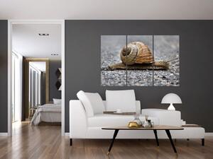 Ulita slimáka, obraz na stenu (Obraz 120x80cm)