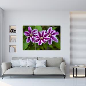 Súkvetia rastliny, obraz do bytu (Obraz 120x80cm)