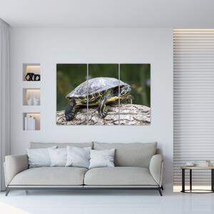 Obraz suchozemské korytnačky (Obraz 120x80cm)